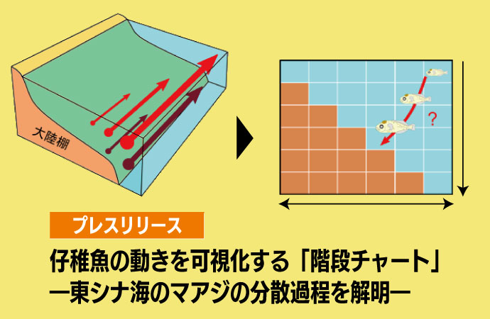 仔稚魚の動きを可視化する「階段チャート」―東シナ海のマアジの分散過程を解明―