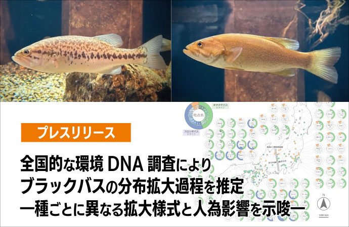 全国的な環境 DNA 調査によりブラックバスの分布拡大過程を推定 ―種ごとに異なる拡大様式と人為影響を示唆―