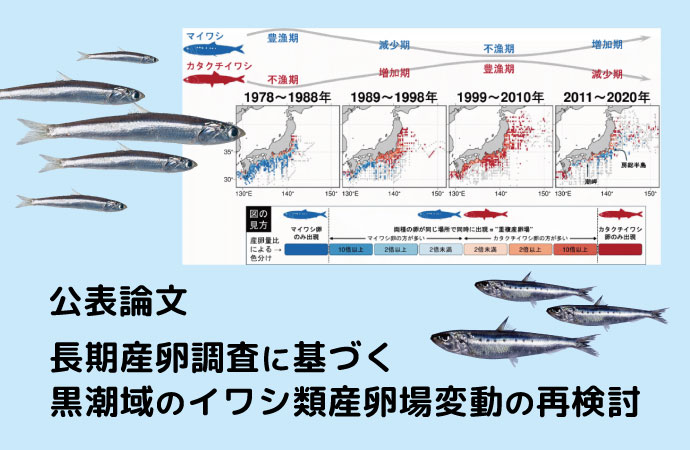 長期産卵調査に基づく黒潮域のイワシ類産卵場変動の再検討