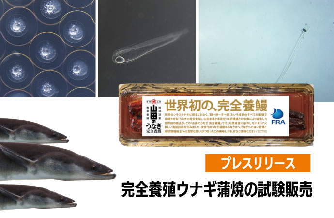 完全養殖ウナギ蒲焼の試験販売