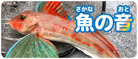 魚の音バナー