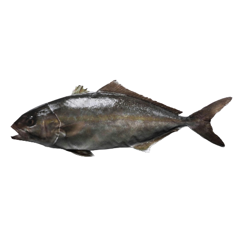 kampachi