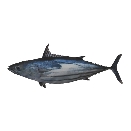 katsuo