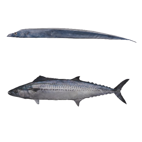 tachiuo_sawara