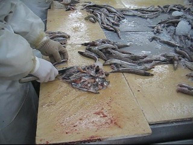 手作業でニギスの魚体処理を行う様子