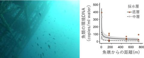 環境DNAを指標とした 人工魚礁周りの魚類の分布分析