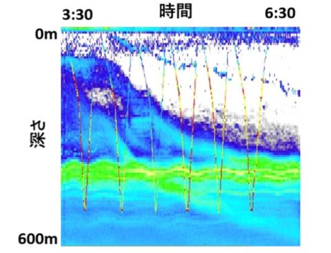 朝方に深海に潜る生物をとらえたエコーグラム