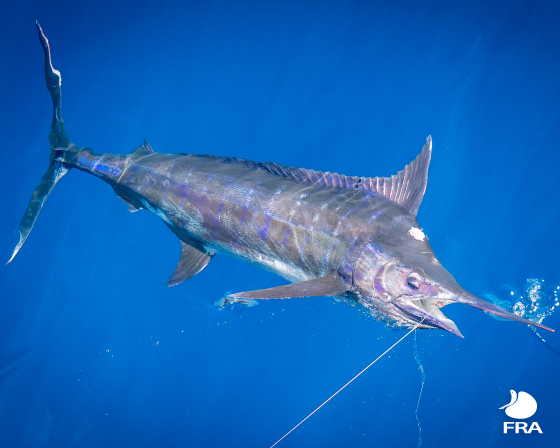 Blue marlin