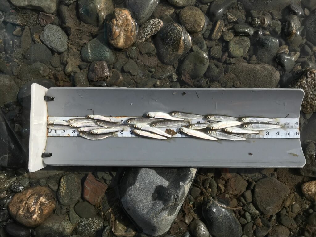 写真:自然産卵で生まれたサケ野生魚