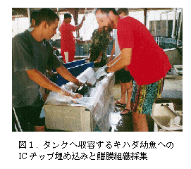 図1