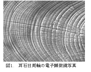 図1