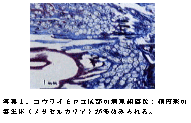 写真1