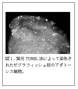 図1