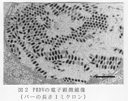 図2