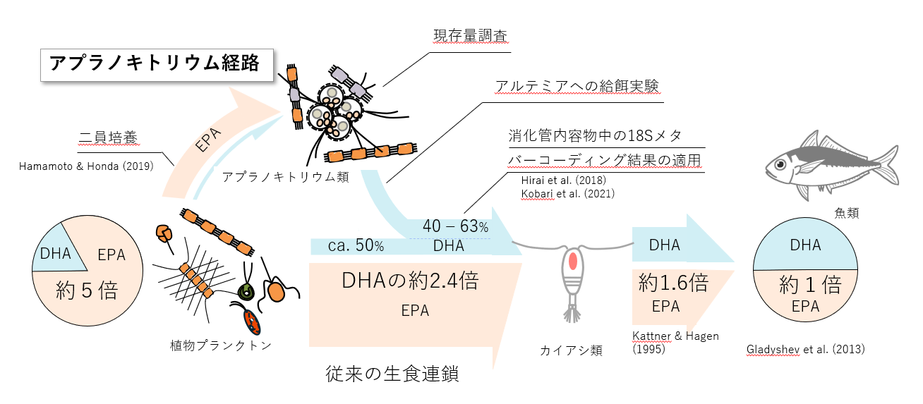 アプラノキトリウム経路