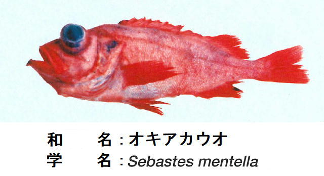 JAMARCの開発魚（アカウオ）