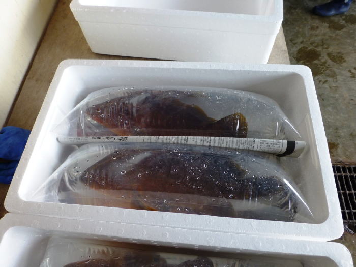 キジハタの活魚パックの画像
