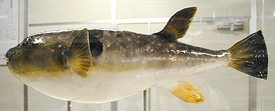JAMARC剥製標本（マフグ）