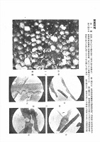 最近本道孵化場に起れる鮭卵の病害の原因に就て