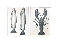 摩周湖移殖の米国産「クローフイツシユ」、摩周湖移植後捕獲の虹鱒親魚