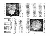 鱗層の考察1