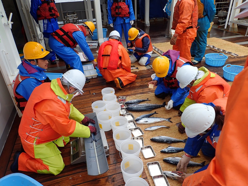 Ecological research using a research vessel in an offshore area (in the summertime Bering Sea)