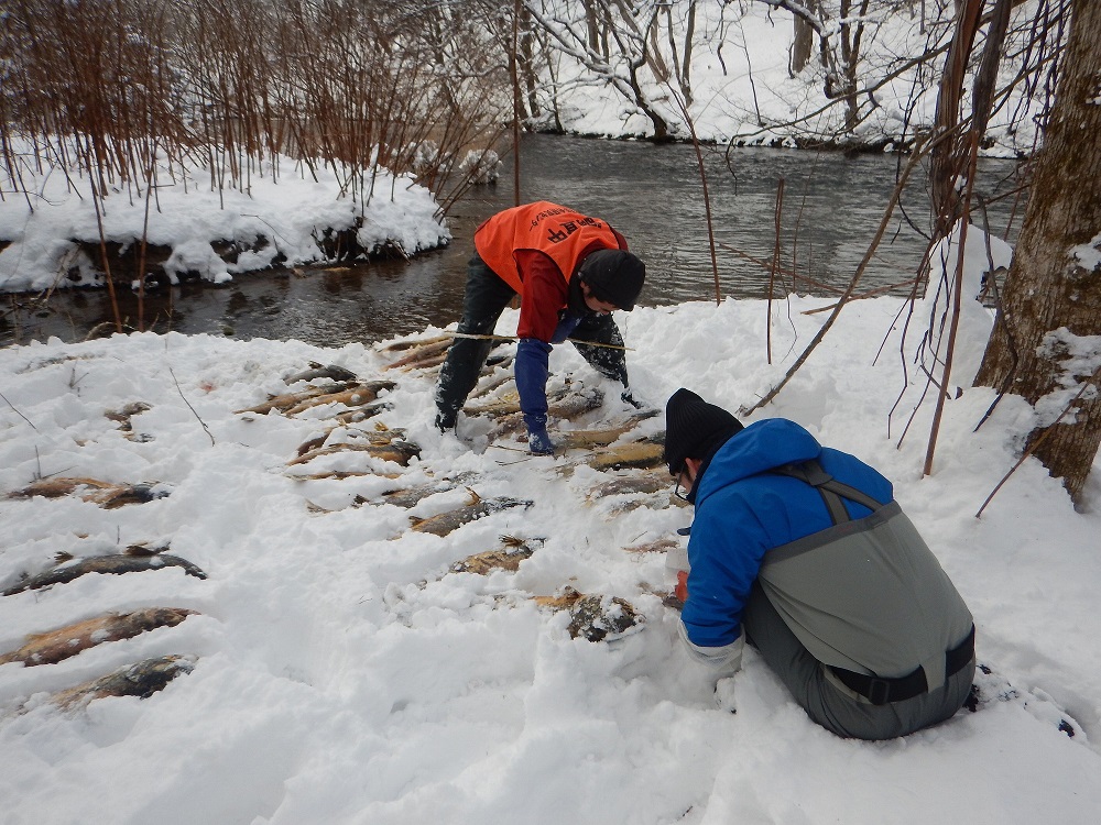 Survey of the population of parent salmon after natural spawning in the Chitose River