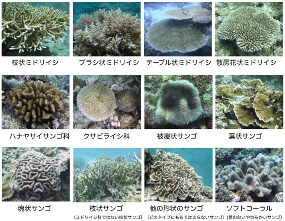 地球温暖化チョウチョウウオの食事事情に打撃〜好みのサンゴを特定する 